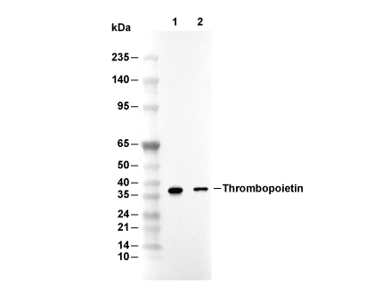 Thrombopoietin Antibody [H8L15] WB