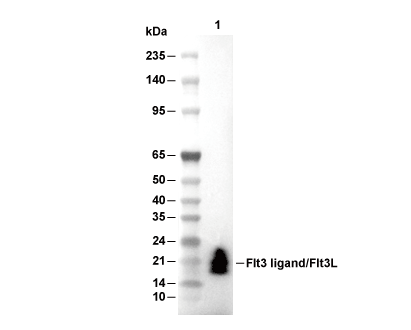 Flt3 ligand/Flt3L Antibody [D18L13] WB