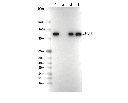 HLTF Antibody [N4E14] WB