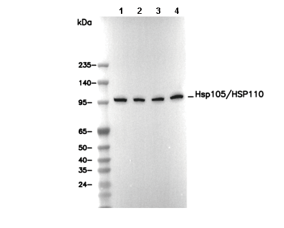 Hsp105/HSP110 Antibody [G11F18] WB