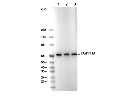 FAM111A Antibody [E15D4] WB