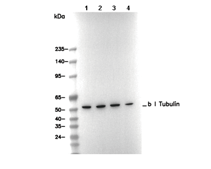 &beta; I Tubulin Antibody [L17D13] WB
