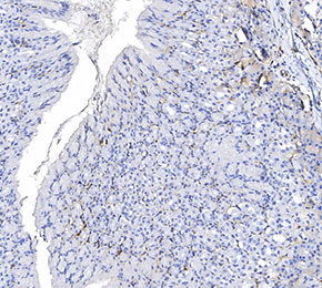 F3727-IHC1