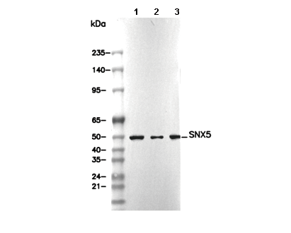 SNX5 Antibody [L13N1] WB