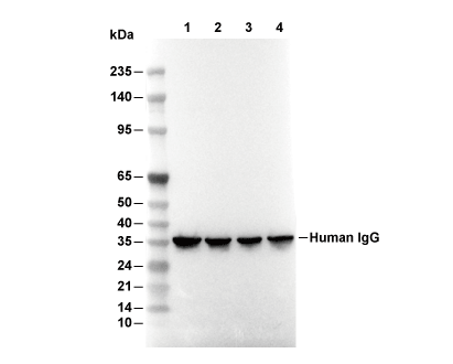 Human IgG Antibody [H24A6] WB