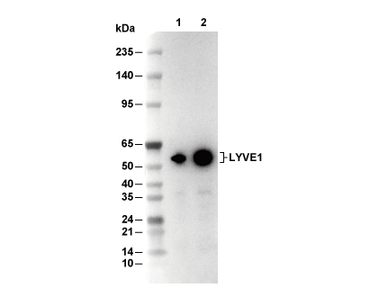 LYVE1 Antibody [P8K5] WB