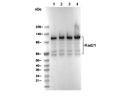 Rad21 Antibody [C14P12] WB