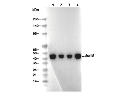 JunB Antibody [P11D22] WB