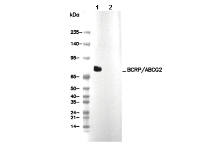 BCRP/ABCG2 Antibody [C19D24] WB