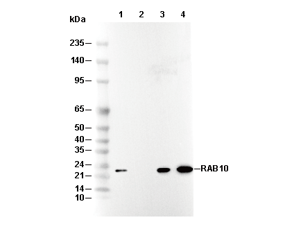 RAB10 Antibody [K22D15] WB
