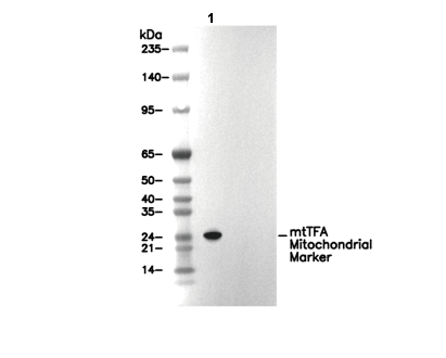 mtTFA Mitochondrial Marker Antibody [A12J22] WB