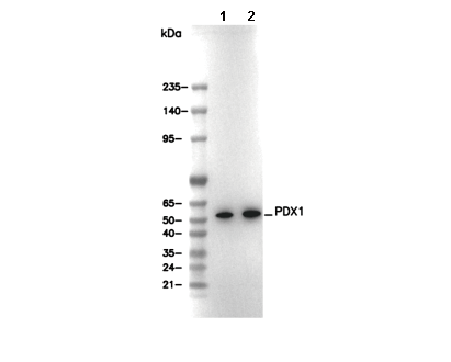 PDX1 Antibody [E2L13] WB