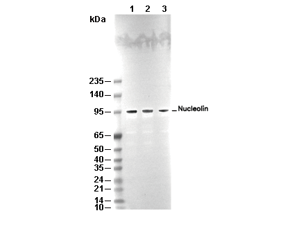 Nucleolin Antibody [K8A13] WB