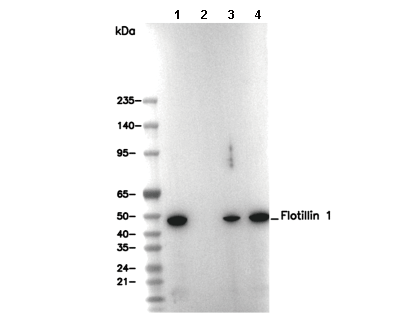 Flotillin 1 Antibody [J14F12] WB