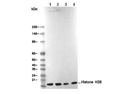 Histone H2B Antibody [P21H8] WB