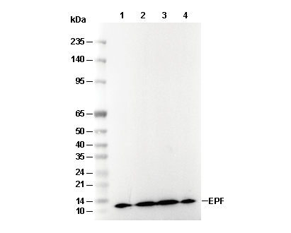 EPF Antibody [A15M14] WB