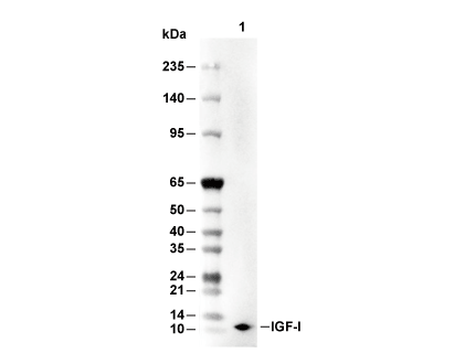 F3811-wb