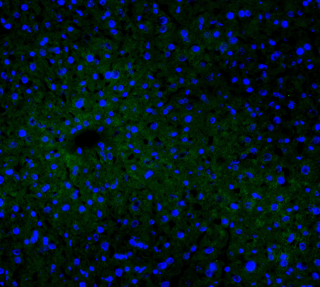 F3827-IF-Mouse-Liver