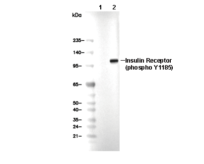 Phospho-Insulin Receptor (Tyr1185) Antibody [D6L11] WB
