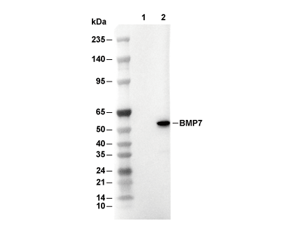 F3843-wb