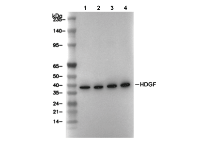 HDGF Antibody [D15M21] WB