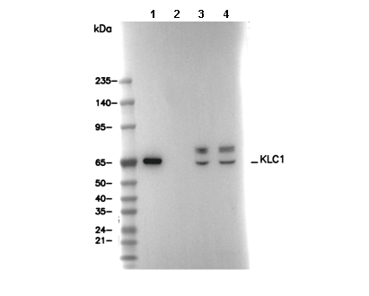 KLC1 Antibody [C9H10] WB