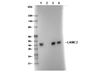 PON2 Antibody [K8P11] WB