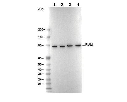 RIAM Antibody [B6L17] WB