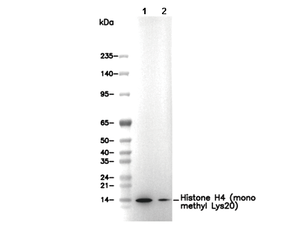 Histone H4 (mono methyl Lys20) Antibody [P14F3] WB