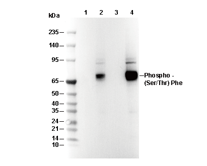 Phospho-Ser/Thr-Phe Antibody [A2A1] WB