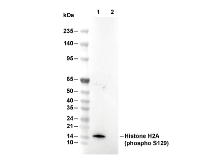 Phospho-Histone H2A (Ser129) Antibody [A4N9] WB