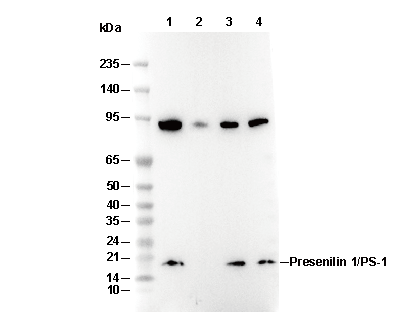 Presenilin 1/PS-1 Antibody [G24D17] WB
