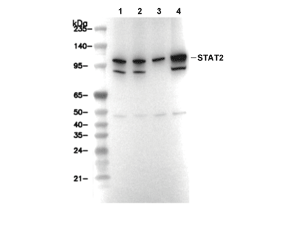 STAT2 Antibody [M23L9] WB