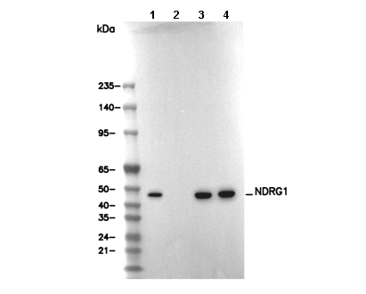 NDRG1 Antibody [P3F2] WB