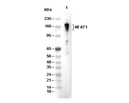 NFAT1 Antibody [L23B6] WB