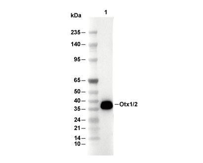 Otx1/2 Antibody [M1P17] WB