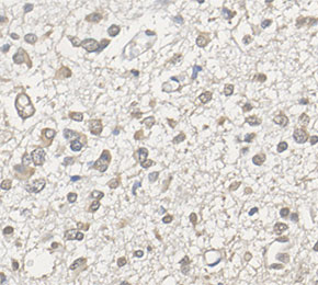 F3922-IHC1