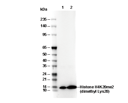 Histone H4K20me2 (di methyl Lys20) Antibody [N24L23] WB