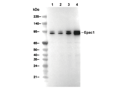 Epac1 Antibody [N21J24] WB