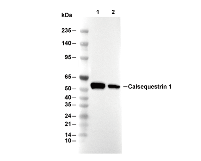 Calsequestrin 1 Antibody [P19M13] WB