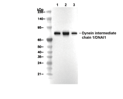 Dynein intermediate chain 1/DNAI1 Antibody [E1A7] WB