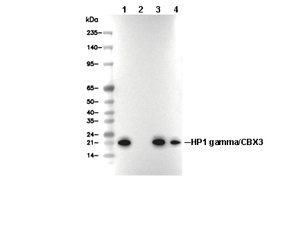 HP1 &gamma;/CBX3 Antibody [N9P19] WB