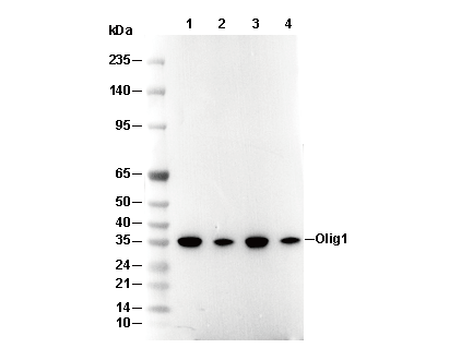Olig1 Antibody [K24N2] WB