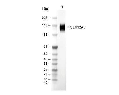 SLC12A3 Antibody [G5P18] WB