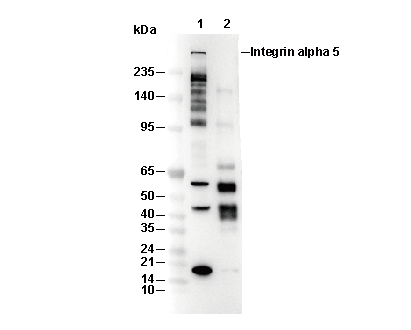 Huntingtin Antibody [A7N5] WB