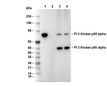 PI3 Kinase p85&alpha; Antibody [L7D21] WB