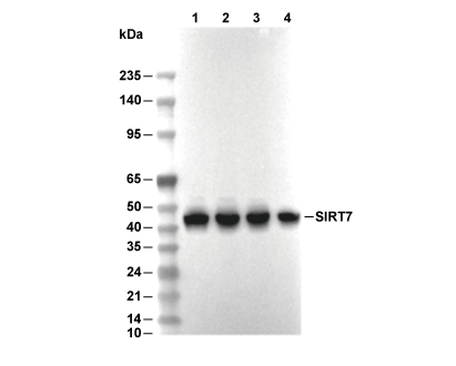 SIRT7 Antibody [J3K9] WB
