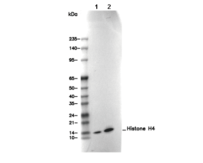 Histone H4 Antibody [L22H17] WB