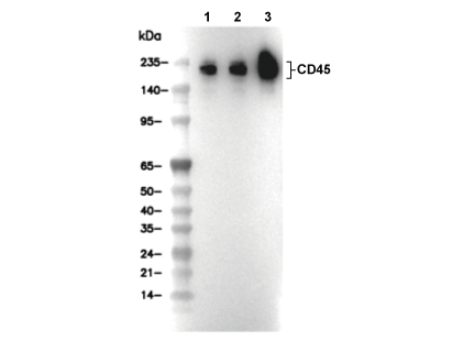 CD45 Antibody [M13C14] WB