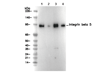 Integrin beta 5 Antibody [G13L14] WB